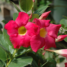 Plant Photo 6