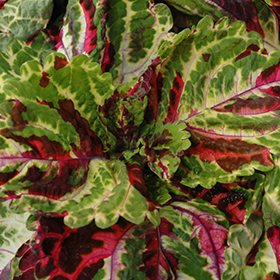 Plant Photo 3
