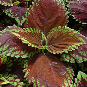 Plant Photo 7