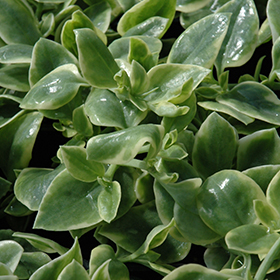Plant Photo 6