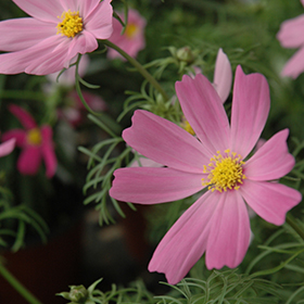 Plant Photo 1