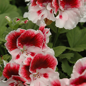 Plant Photo 4