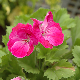 Plant Photo 5
