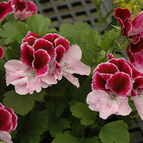 Plant Photo 6
