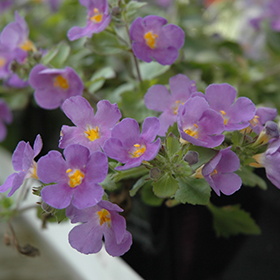 Plant Photo 5