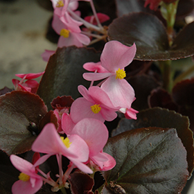 Plant Photo 10