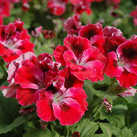 Plant Photo 7