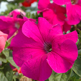 Plant Photo 4