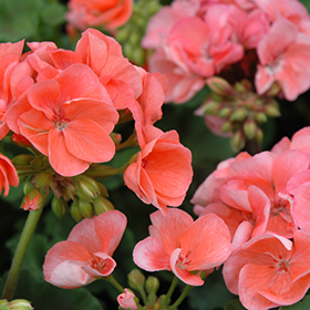 Plant Photo 10