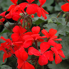 Plant Photo 9