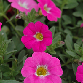 Plant Photo 8
