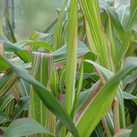 Plant Photo 6