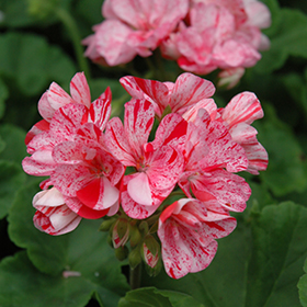 Plant Photo 9