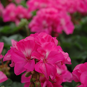Plant Photo 2