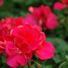 Plant Photo 1