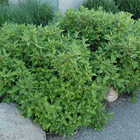Plant Photo 5