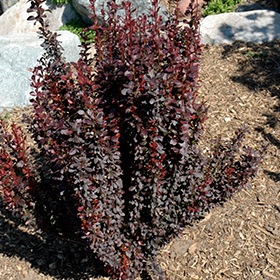 Plant Photo 5