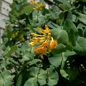 Plant Photo 2