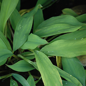 Plant Photo 2