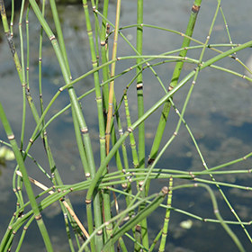 Plant Photo 1