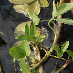 Plant Photo 2