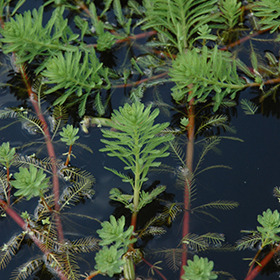 Plant Photo 10