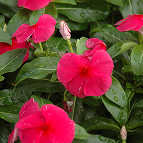 Plant Photo 3
