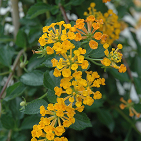 Plant Photo 2