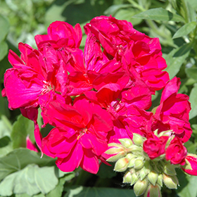 Plant Photo 2