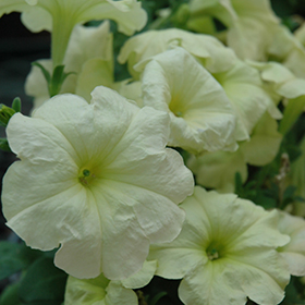 Plant Photo 9