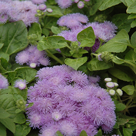 Plant Photo 6