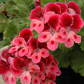 Plant Photo 3
