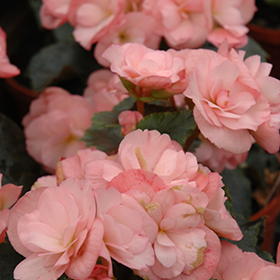 Plant Photo 4
