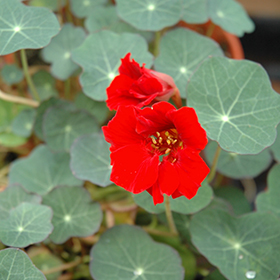 Plant Photo 4