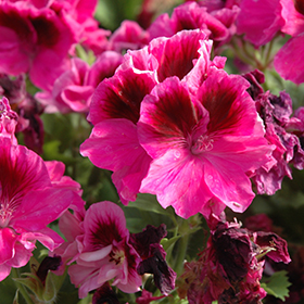 Plant Photo 6