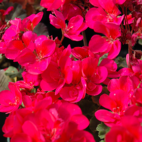 Plant Photo 4