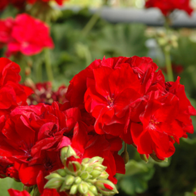 Plant Photo 4