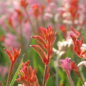 Plant Photo 8