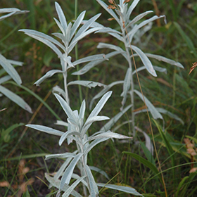 Plant Photo 4