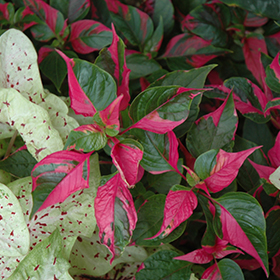 Plant Photo 9