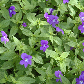 Plant Photo 8