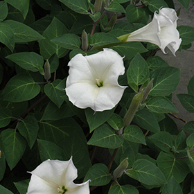 Plant Photo 8
