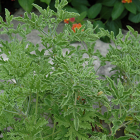 Plant Photo 7