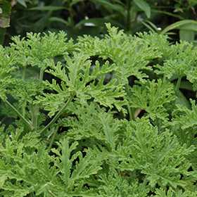 Plant Photo 5