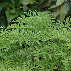 Plant Photo 6