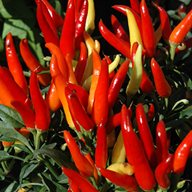 Plant Photo 2