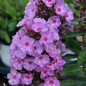 Plant Photo 7