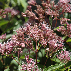 Plant Photo 8