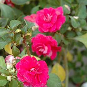 Plant Photo 6