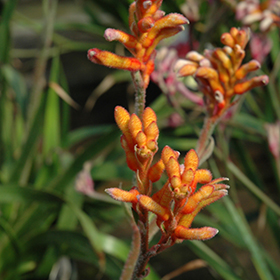 Plant Photo 10